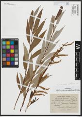 Foto von Salix alba subsp. vitellina (L.) Arcang.